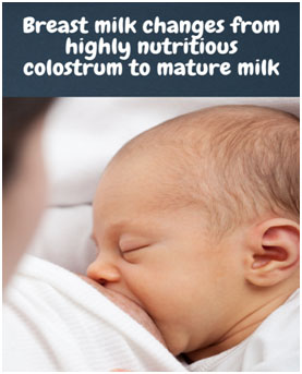 Breast milk changes from highly nutritious colostrum to mature milk